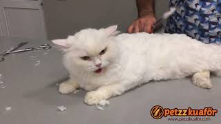 Iran Kedisi Makas Tirasi Persian Cat Care Youtube