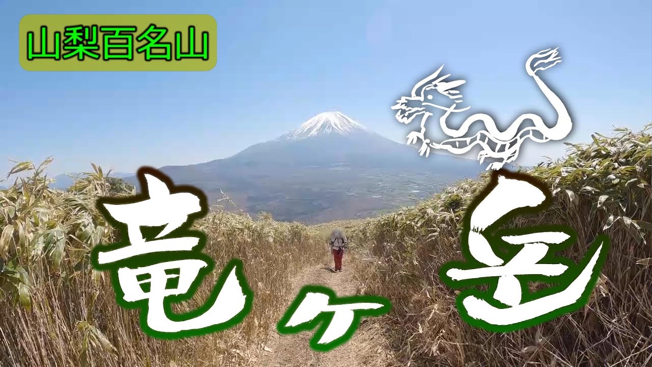 竜ヶ岳 山梨百名山　残雪輝く富士山を笹原の上に見ながら登山　五月晴れの笹原を爽快に歩く
