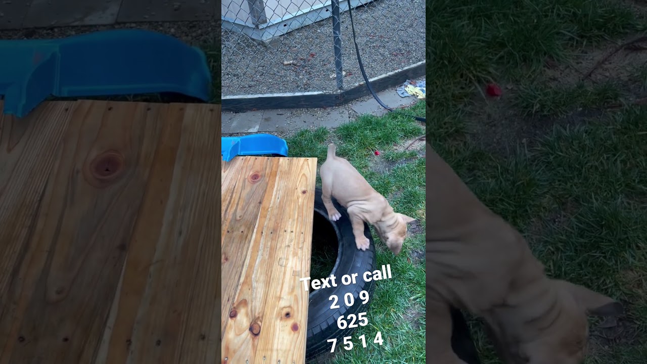 6 week old cane corso puppy!