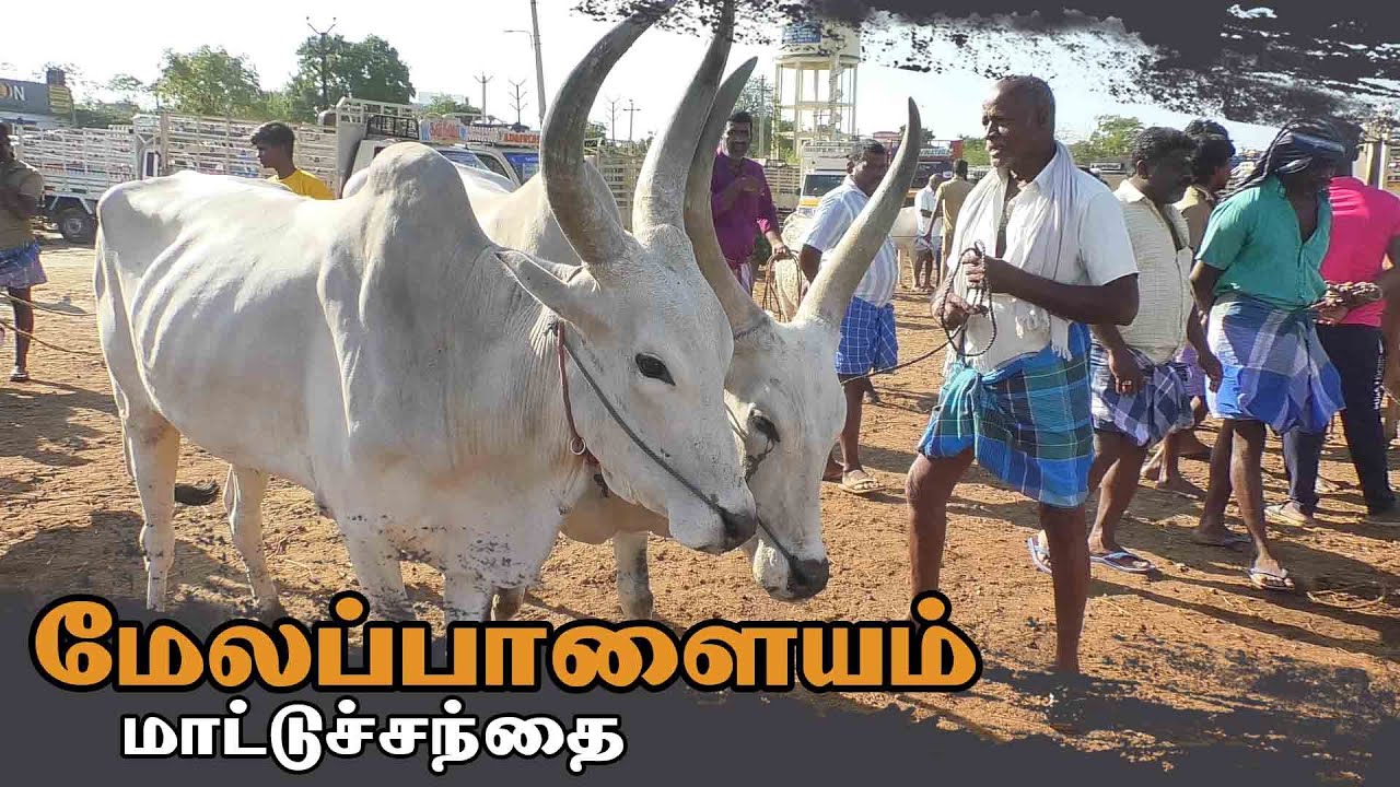 Melapalayam mattu santhai | மேலப்பாளையம் மாட்டு சந்தை - YouTube