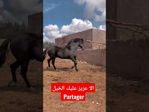 الخيل نخوة و عشقها في القلب مرسوم بأقلام من ذهب حرك ديك جيم وبرطاج وتحية للخيالة فينما كانو