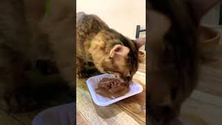 wet food for cat #whiskas #oceanfish