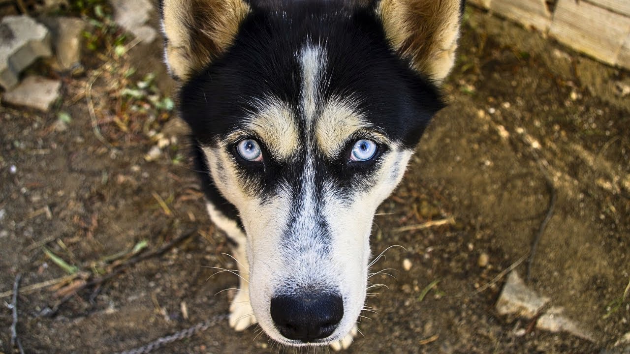 HAPPY Wolves Howling - YouTube