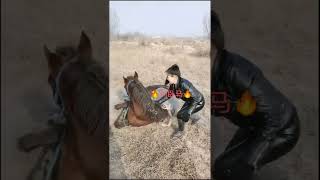 Wild Horse Mare Revolutionizing Young Foals Future Stallions Horses