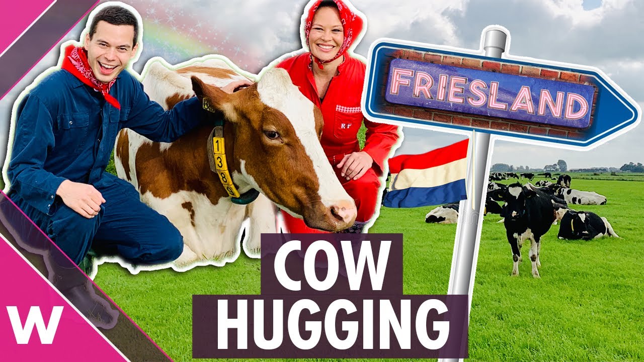 Cow hugging in Friesland, The Netherlands | Eurovision 2020 travel