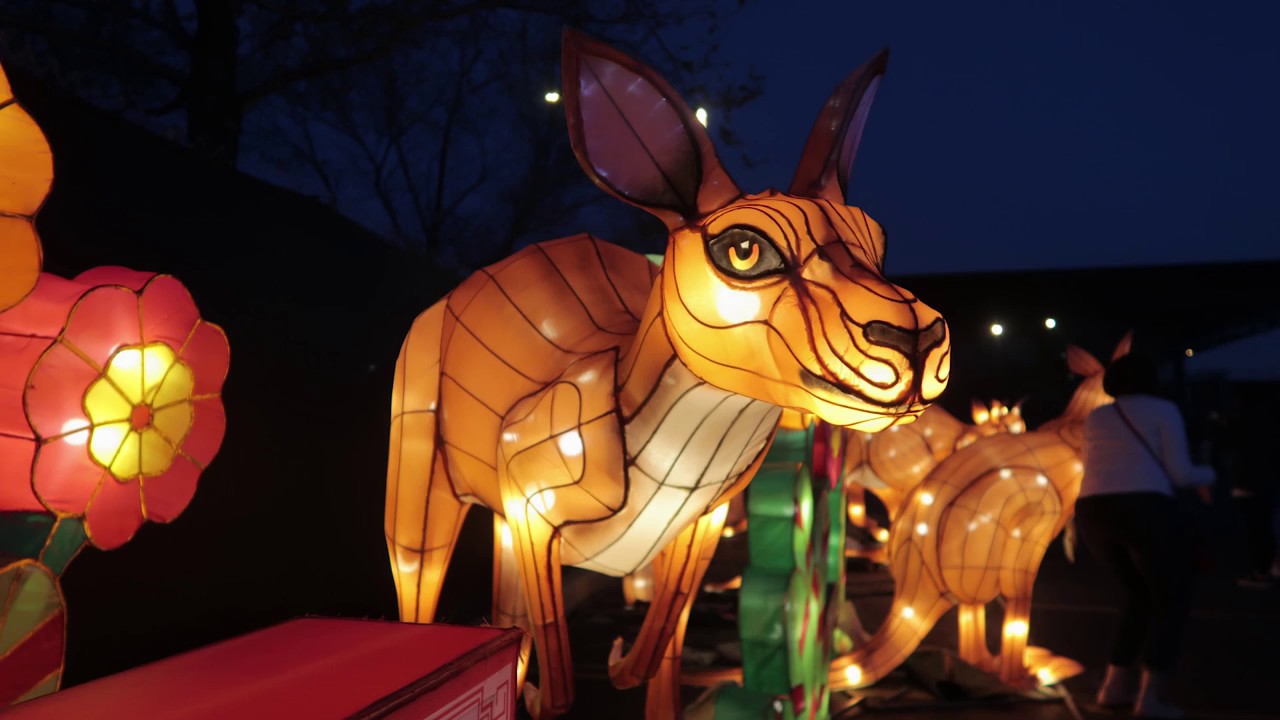 Dragon Lights Chicago! YouTube