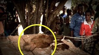 5 Extinct Animals Caught on Camera & Spotted In Real Life! 5 Extinct Animals Caught on Camera & Spotted In Real Life!
