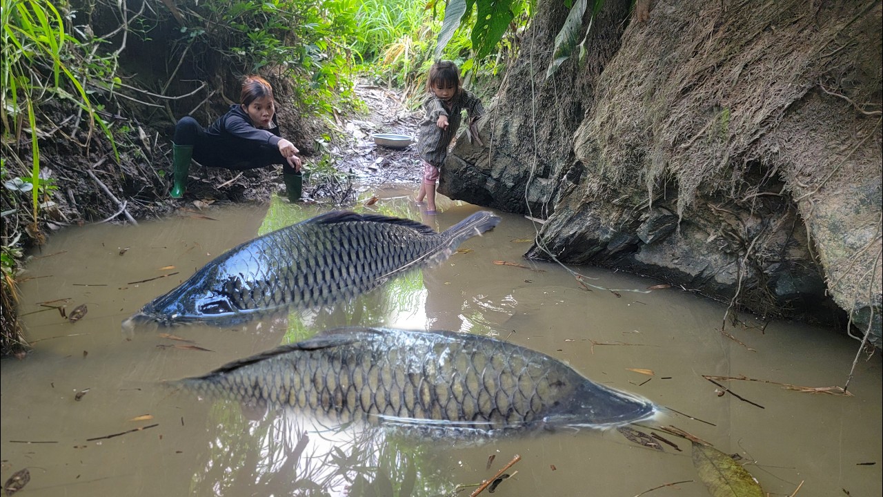 Meet the giant fish in the puddle.The girl uses primitive tools to ...