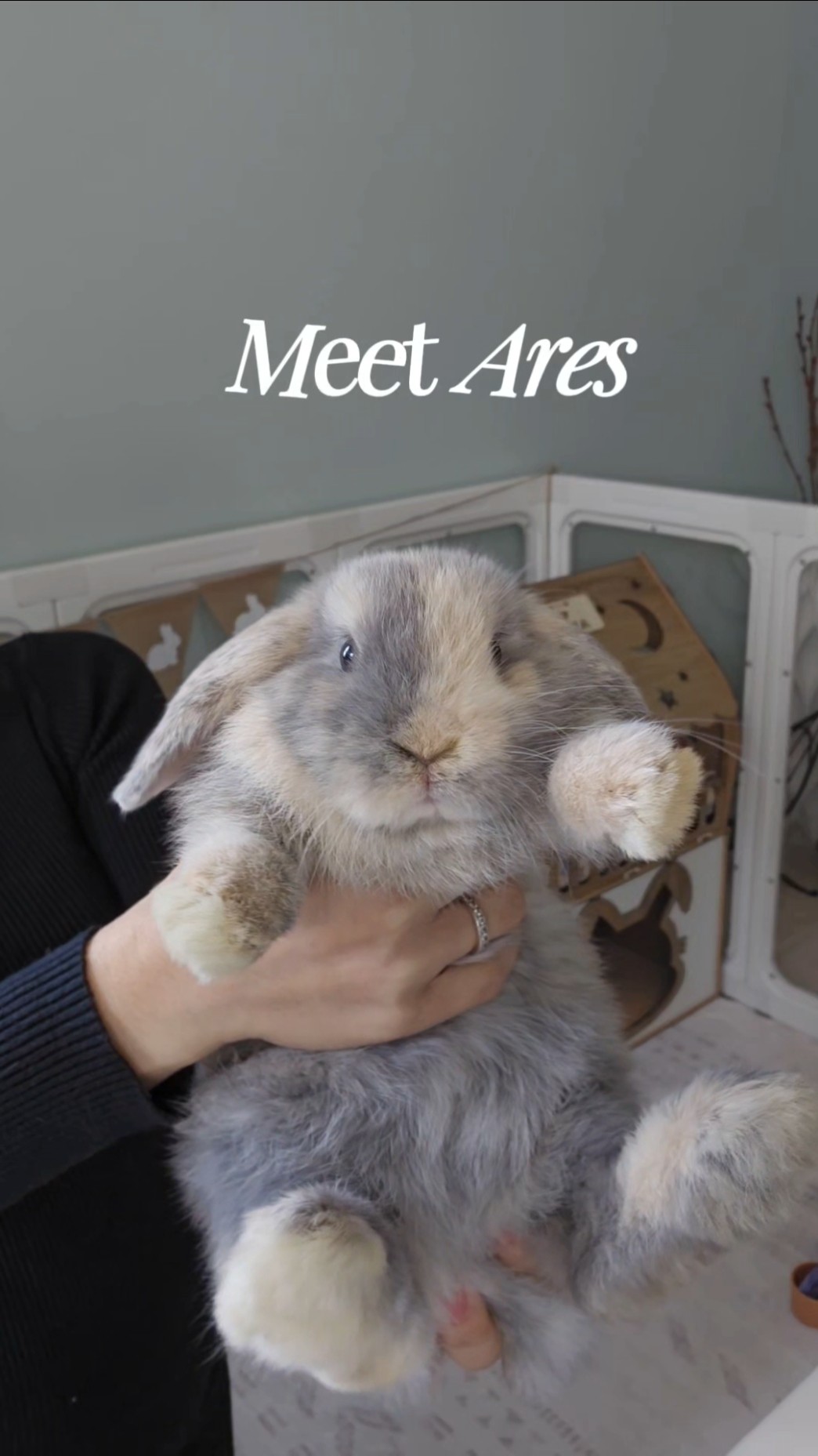 I'm new here, tiny, fluffy, and just hopping by to say hello