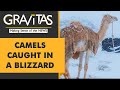 Gravitas: Why its snowing in West Asia