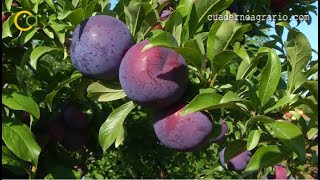 Earlier plums in the face of drought