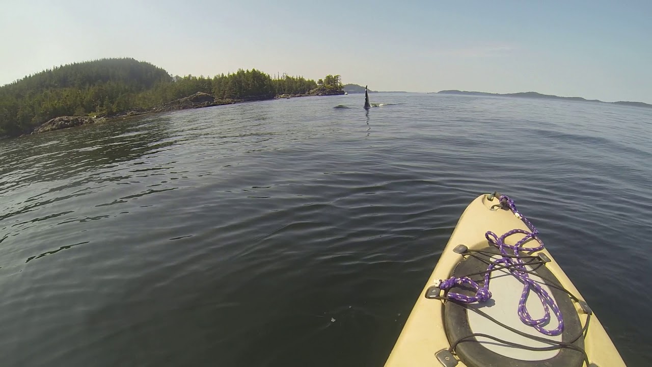 Kayaking with Orcas Vancouver island YouTube