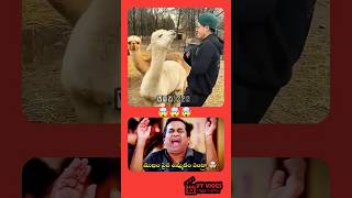 🤯Alpaca splitting on face #facts #shorts