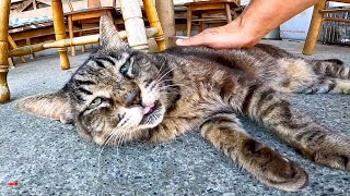 お地蔵さんの自販機横の休憩所が猫カフェみたいで愉しい