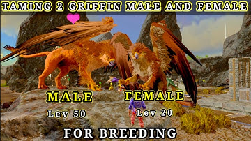 TAMING 3 GRIFFIN 2 MALE AND 1 FEMALE FOR BREEDING #arksurvivalevolved