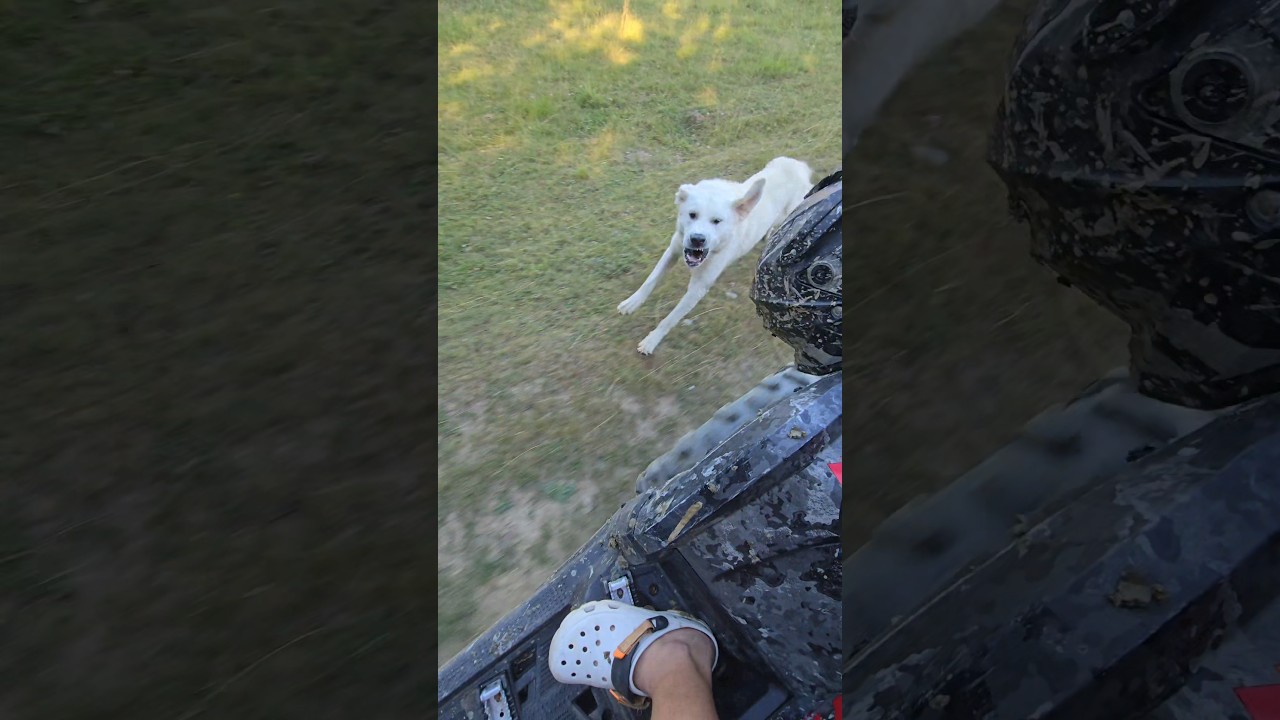 sunt câinii răi...