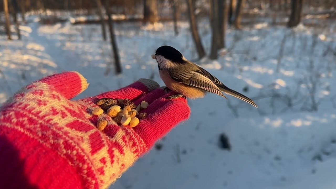 Hand-feeding Birds in Slow Mo - White-breasted Nuthatches, Tufted Titmice, Black-capped Chickadees