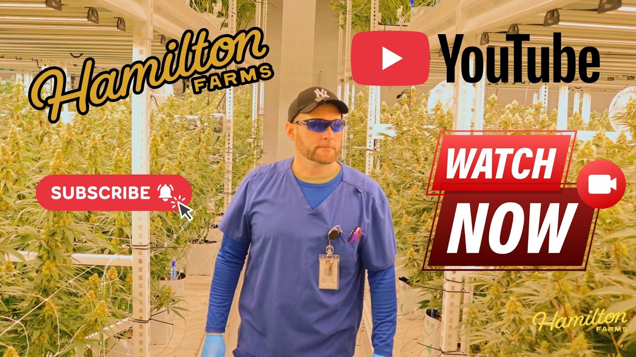 From Tissue Culture to Harvest: Inside Hamilton Farms