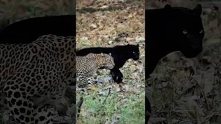 ब्लैक पैंथर काला क्यों होता है? | Amazing Fact 🐆😱 #shorts #Black panathar #Black panthar fact