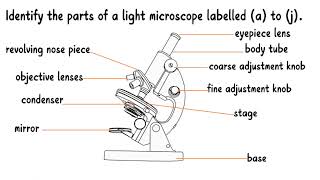 KJSEA Model Question: Identifying the parts of a light microscope