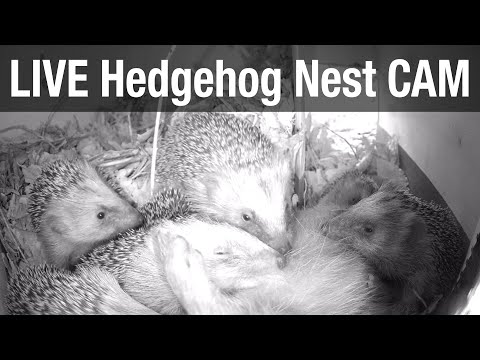 LIVE 4K Wild Hedgehog Nest Box Cam - Recke, Germany