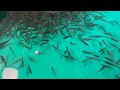 Exploring inside the Gallagher State Fish Hatchery at Ruby Lake