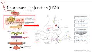 The NMJ | MSK | Step 1 Simplified
