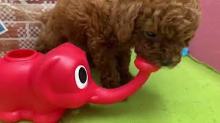 119469 トイプードル♀ 犬の家袋井店