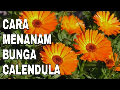 Video: Calendula: Spesies, Varieti, Penanaman Dan Penggunaannya