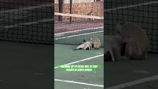 Showing up to the pickle ball courts in South Africa #travel #monkeys #southafrica