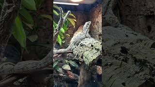 Reptile Room @WigfieldFarm #likeandsubscribe #nature #reptiles