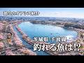 千波湖の釣りエリアと釣れる魚達を調査してきた!茨城県水戸市