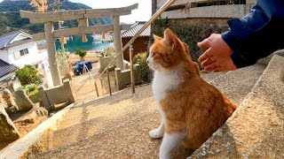 When I go to the shrine, there is a cat that comes with me and it's cute