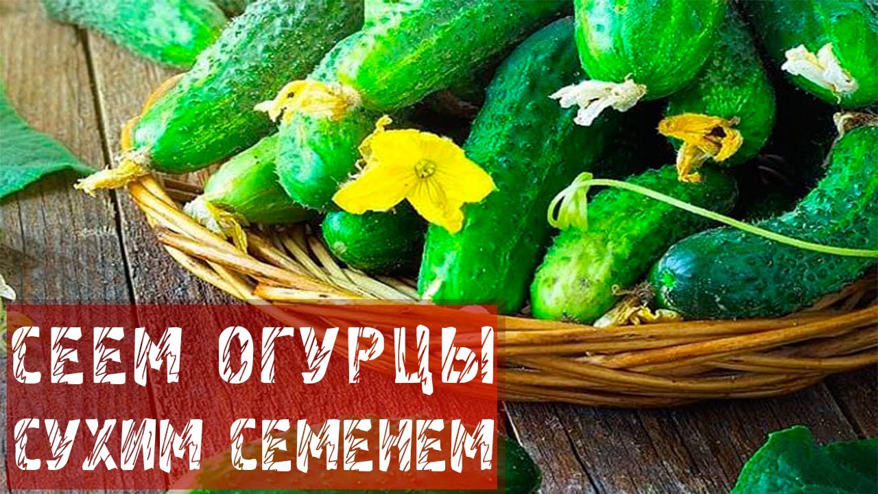 Огурцы сухими семенами. Как сеять огурцы по кукурузе.