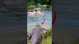 The crocodile emerged from behind the grass #unexpected #wildanimals #alligator #short The crocodile emerged from behind the grass #unexpected #wildanimals #alligator #short