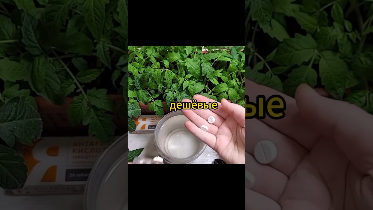 Калий и магний для рассады