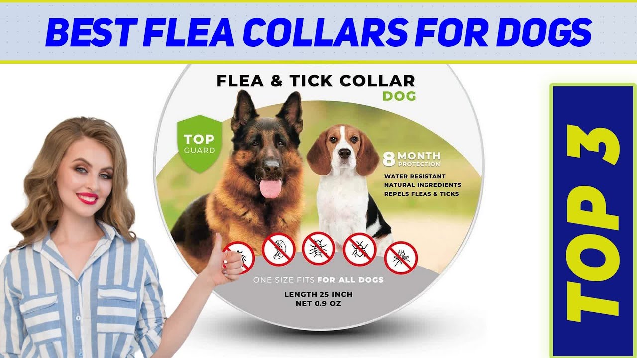 ✅ Top 3 Best Flea Collars For Dogs Reviews 2023?