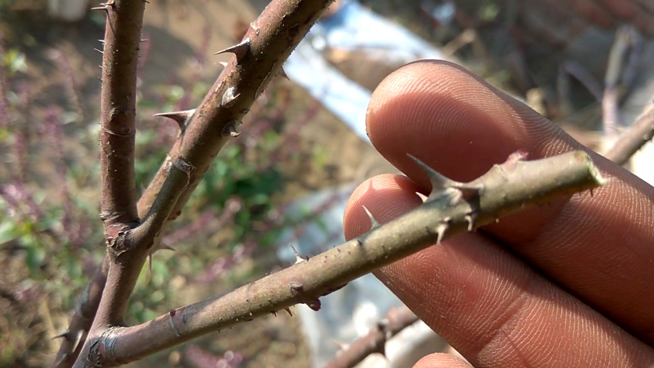How to prune English rose YouTube