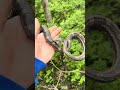 Fun little catch of a black rat snake. As the weather gets warmer I will be seeking more critters.