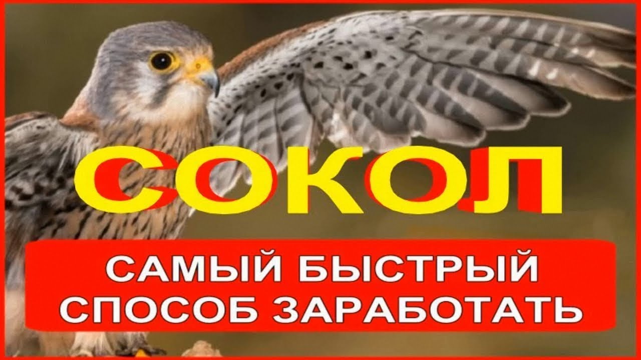 📢 УДАЛЕННАЯ РАБОТА МИНСК РАБОТА ОТ ПРЯМЫХ РАБОТОДАТЕЛЕЙ НА УДАЛЕННО ...