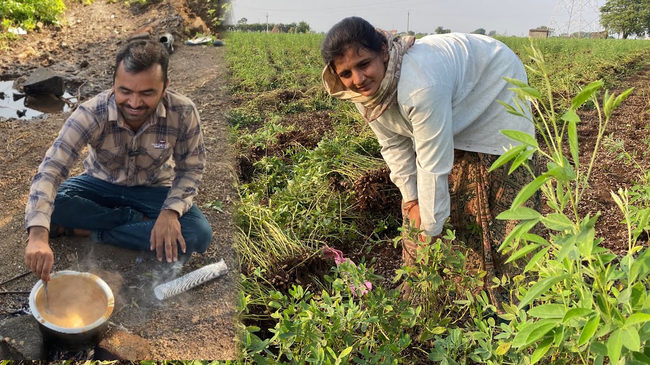 નયના એ પેલી વાર આખો દિવસ  મગફળી ઉપાડી માંડ માંડ  માણસ મલીયા