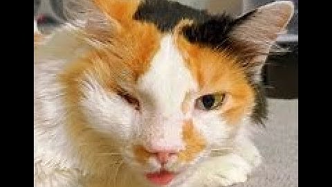 Fragging Bricks // ATLAS 5X