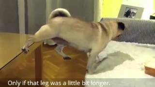 Puuuug No!!!!