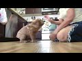 It’s easy to train Shar-Pei if you do it in time の動画、YouTube動画。