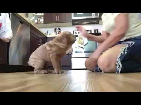 Video: Cara Memunculkan Shar Pei