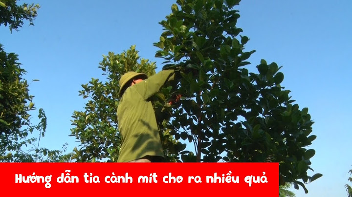 Hướng dẫn tỉa cành mít Informational, Transactional