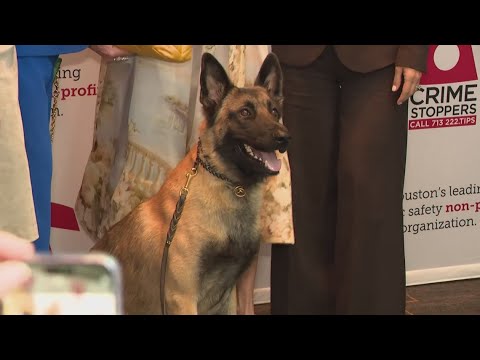 K-9 Rocky, shot in the line of duty while tracking down killer, honored ...