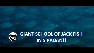 Download Lagu S02E01 - The Scuba Giant saw HUGE SCHOOL OF JACKFISH!! in Sipadan 12-17 Jan 2019 Vol.1 MP3
