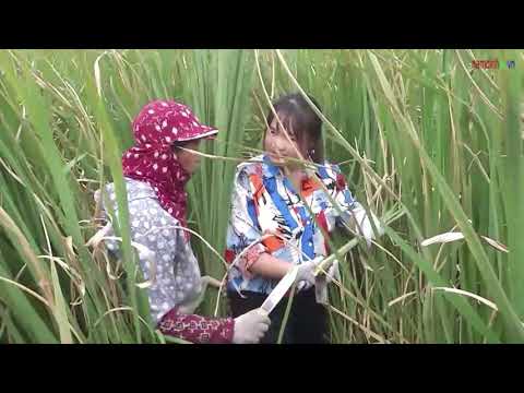 Video Mùa thu hoạch Niễng | Đất và người Nam Định - youtube