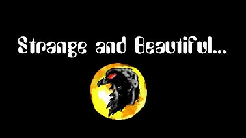 SPORE: Strange and Beautiful UPDATE VIDEO!